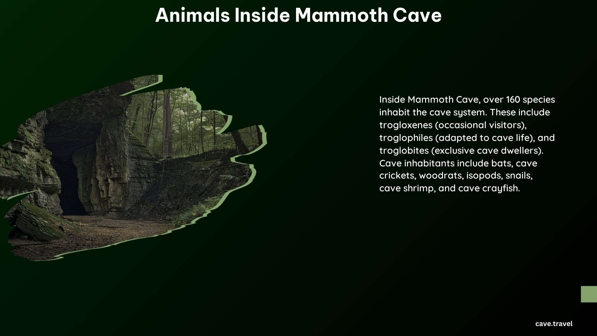 Animals Inside Mammoth Cave