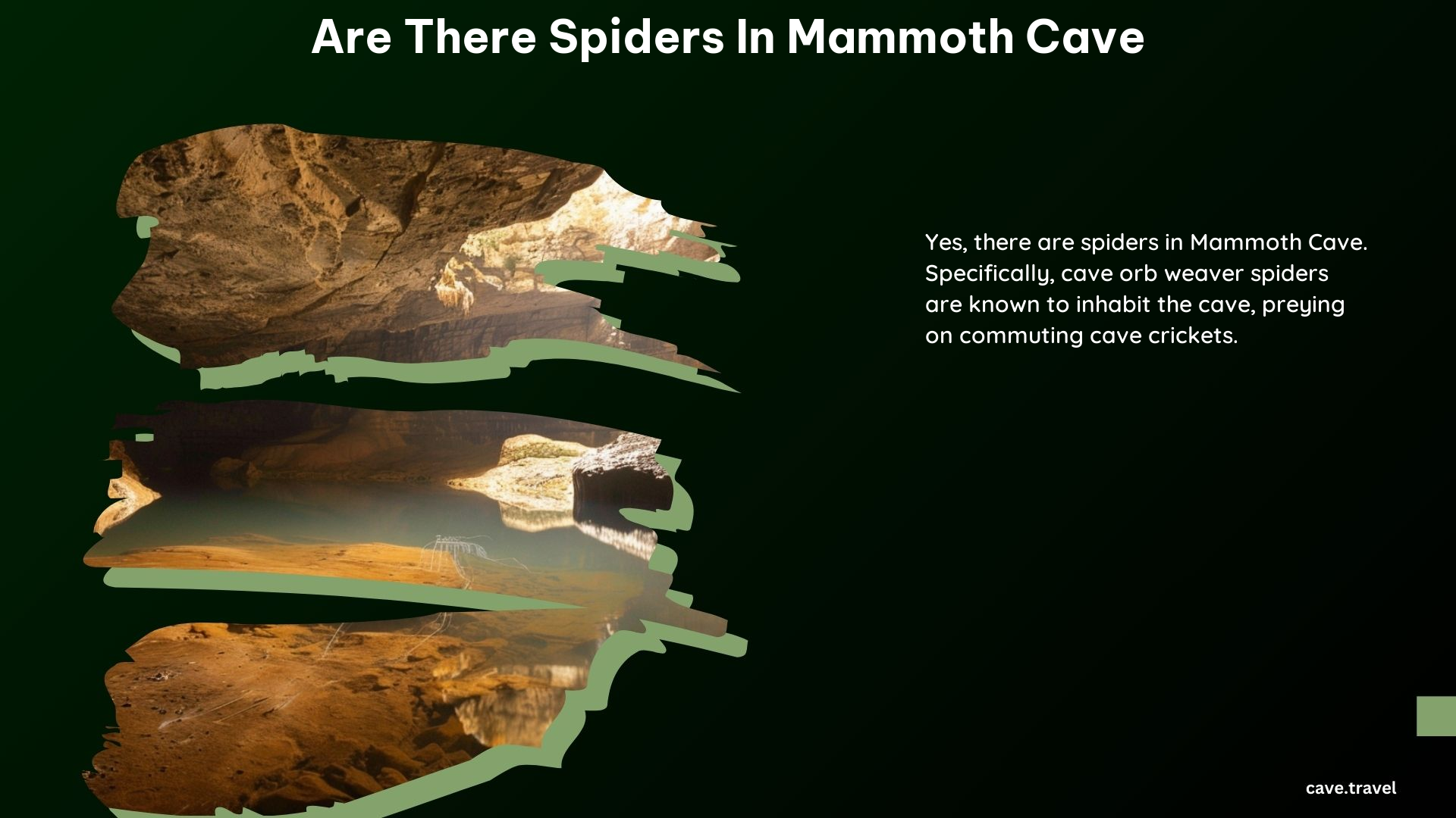 Are There Spiders in Mammoth Cave