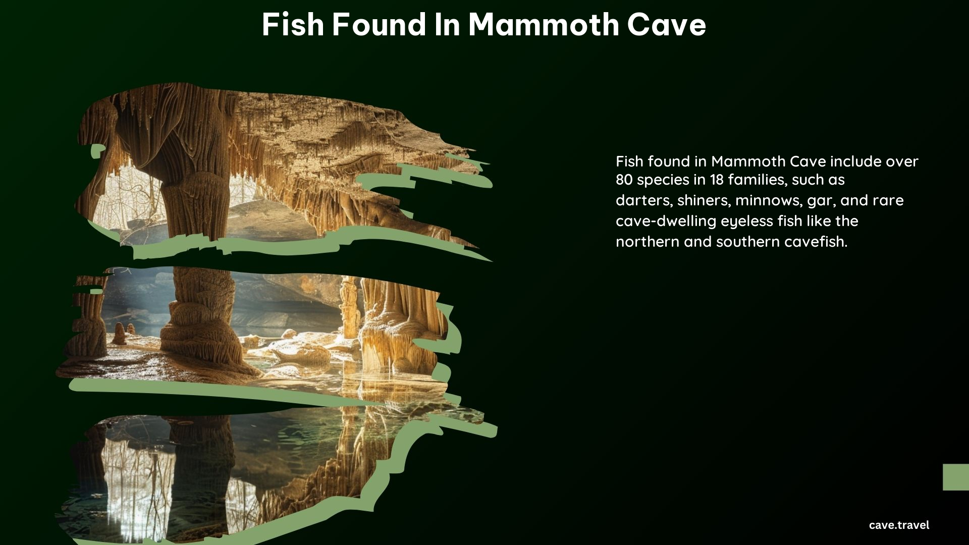 Fish Found in Mammoth Cave