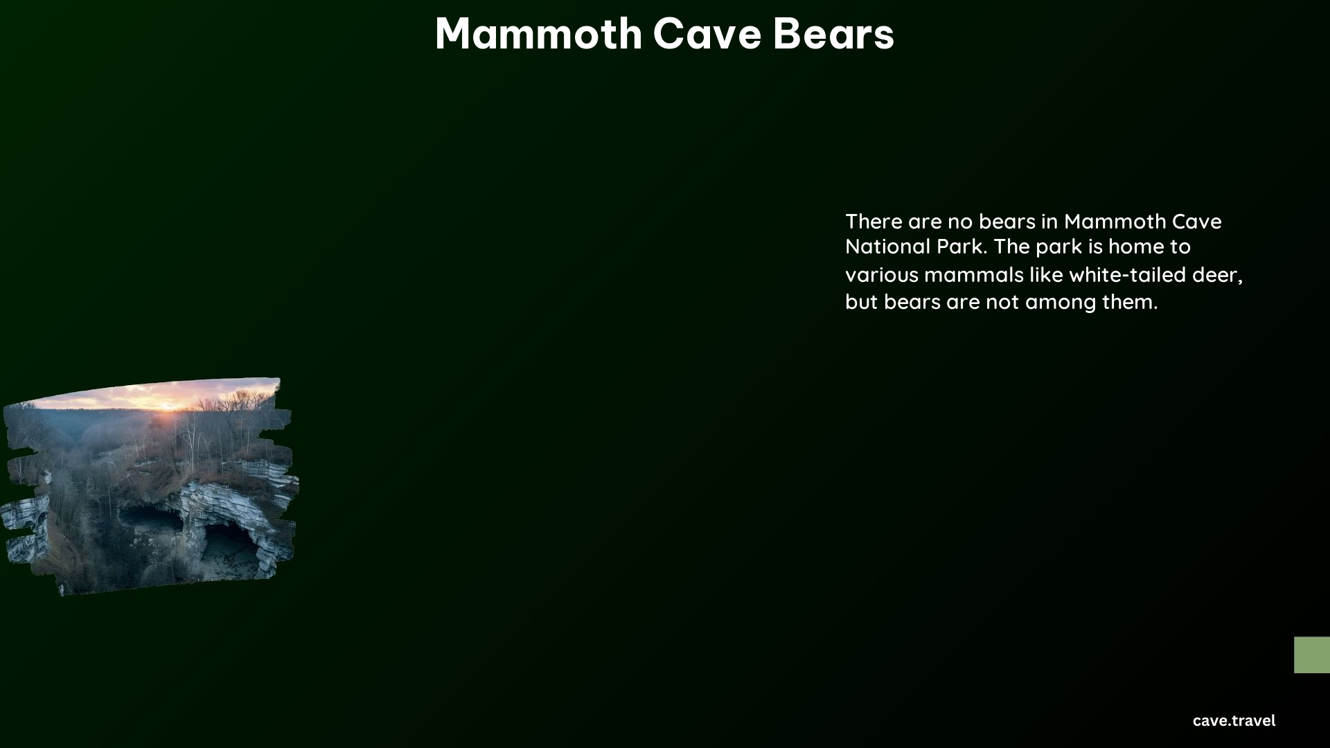 Mammoth Cave Bears