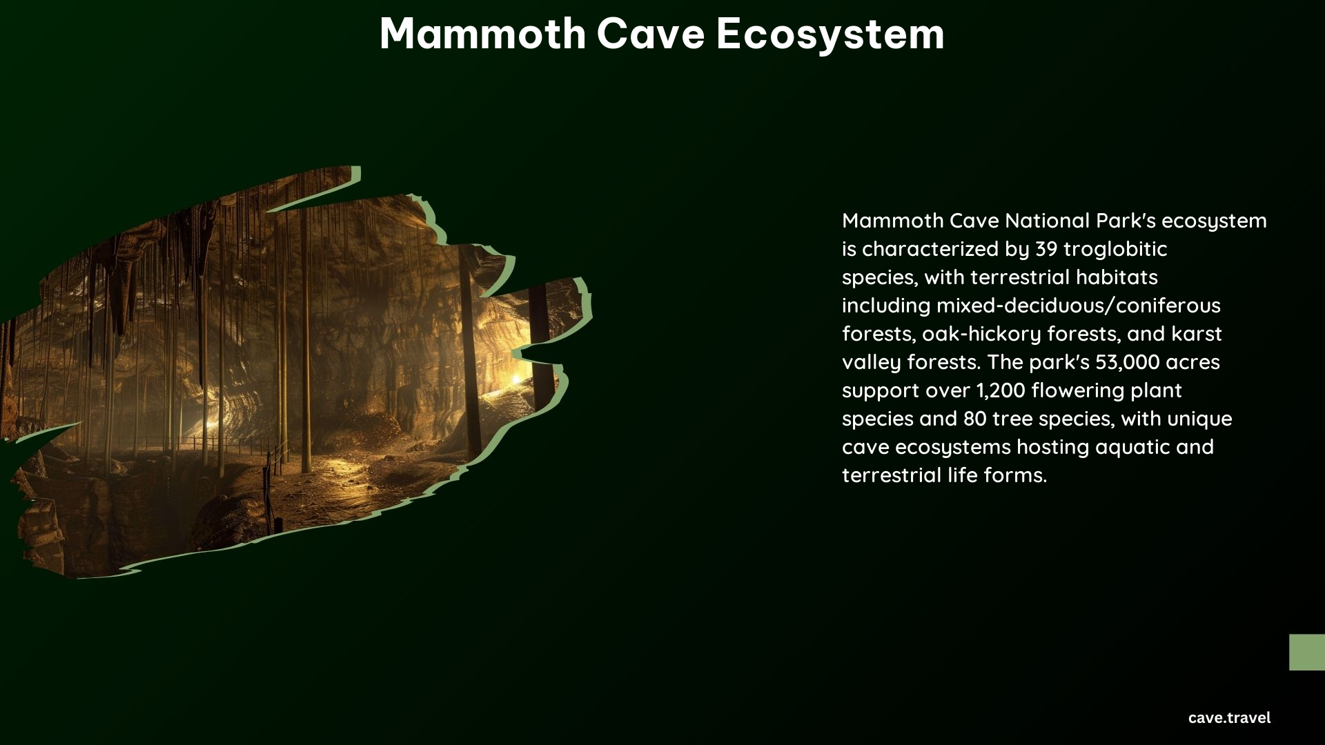 The Diverse Wonders of the Mammoth Cave Ecosystem - cave.travel