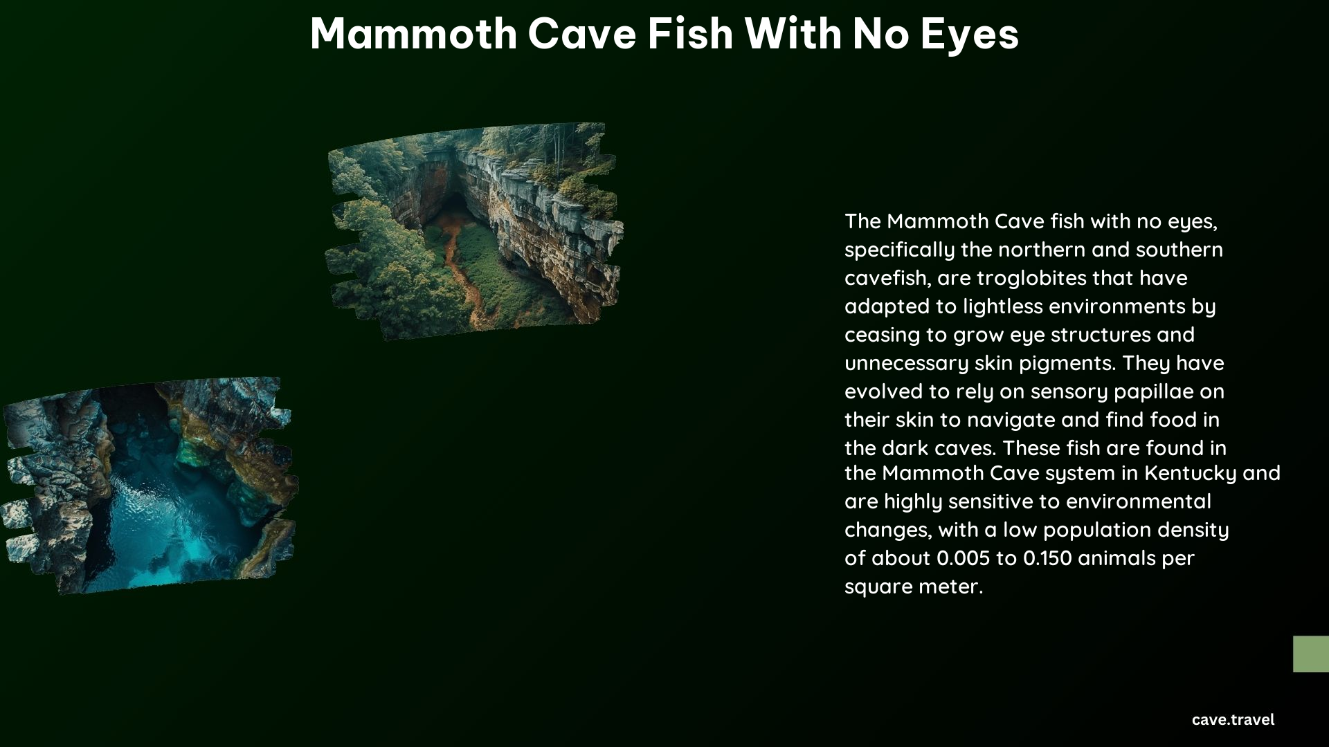 Mammoth Cave Fish With No Eyes