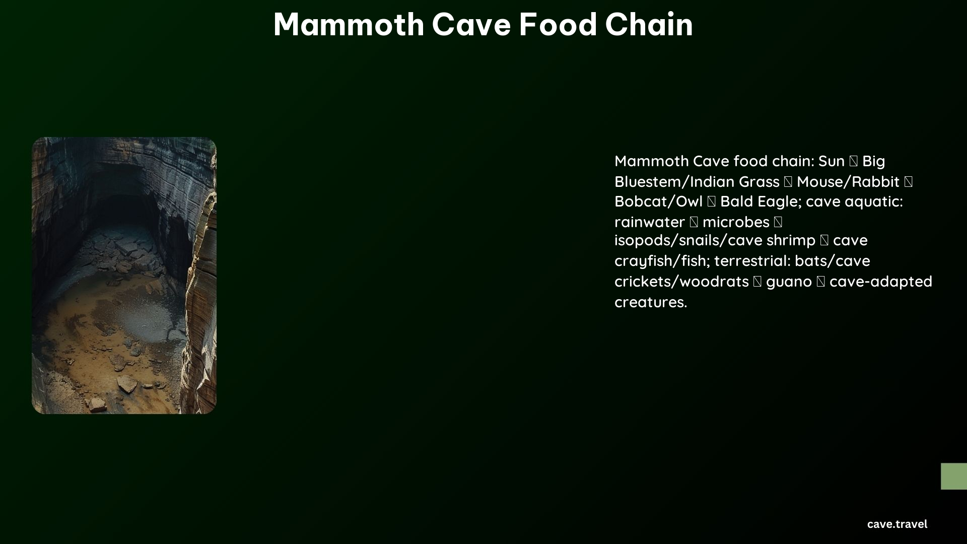 Mammoth Cave Food Chain