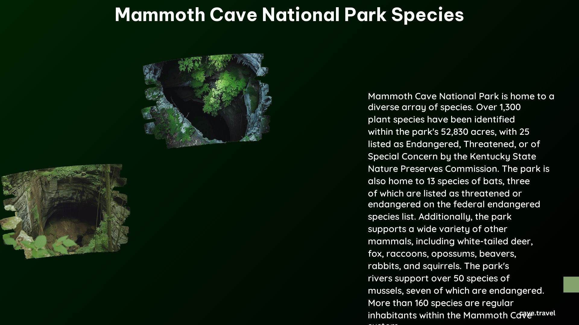 Mammoth Cave National Park Species