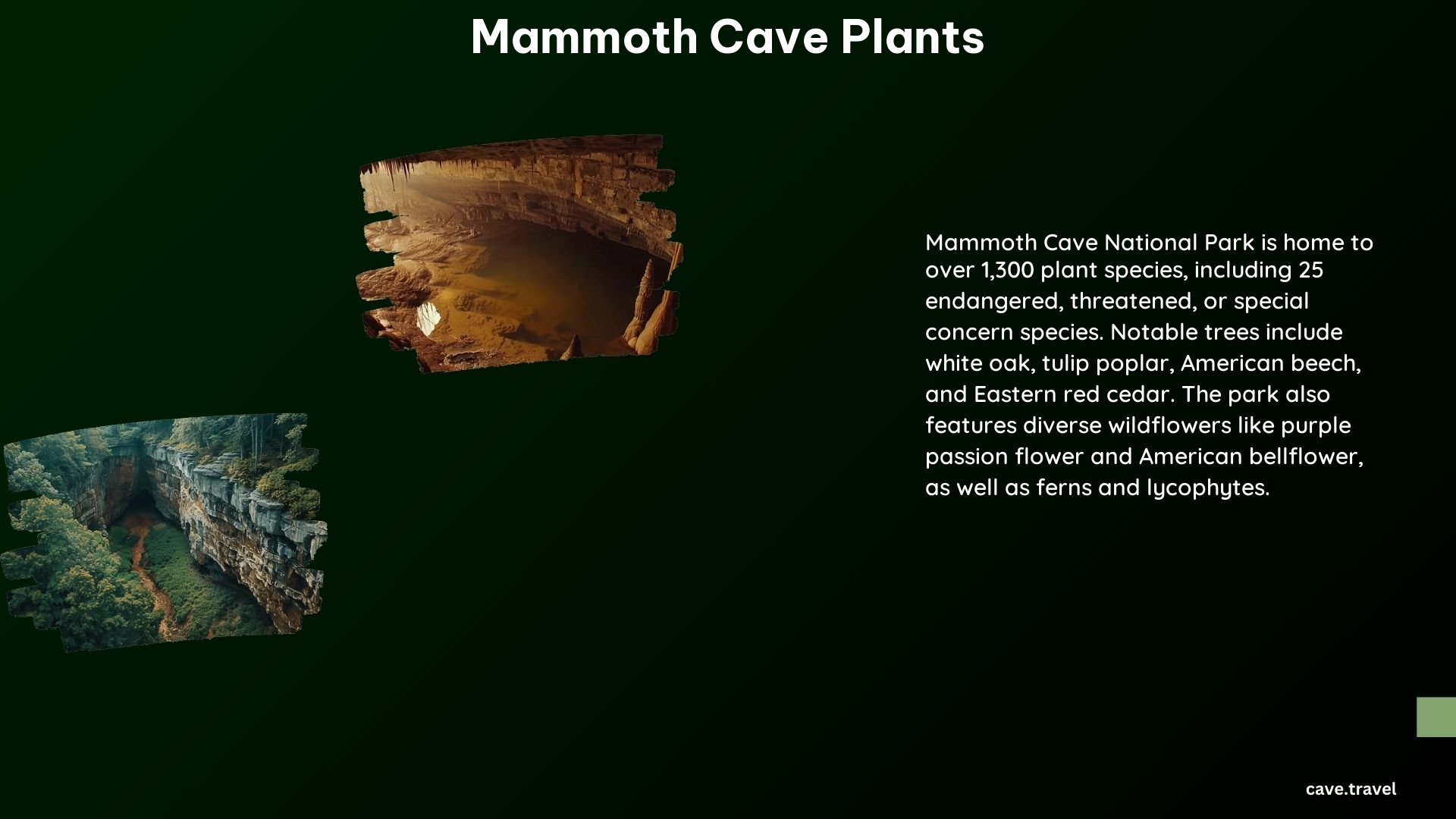 Mammoth Cave Plants