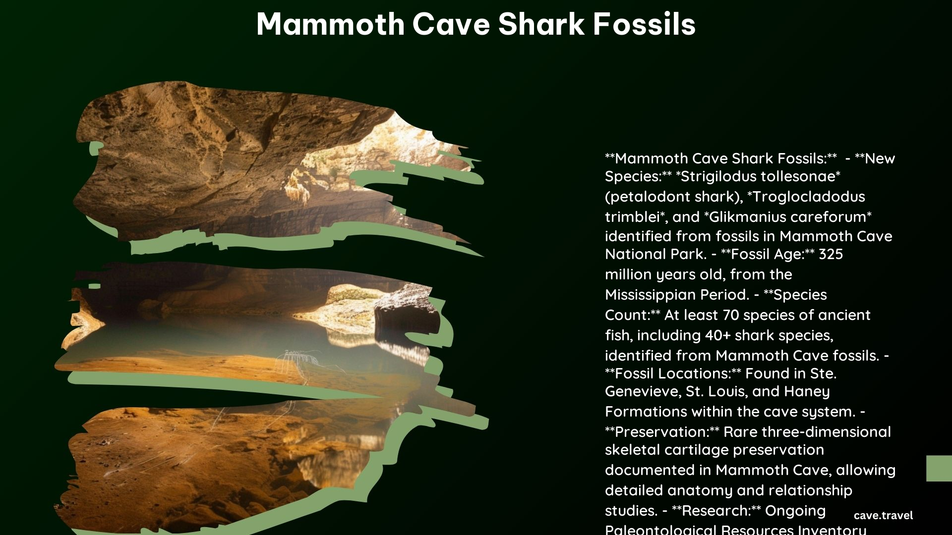 Mammoth Cave Shark Fossils