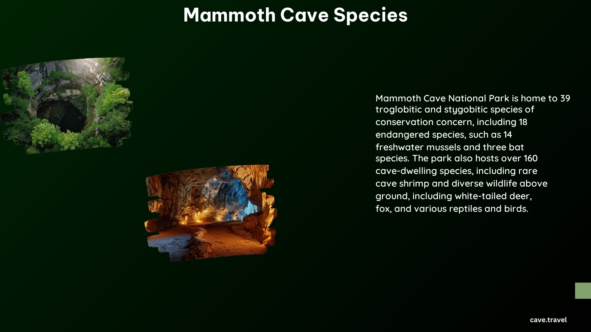 Mammoth Cave Species