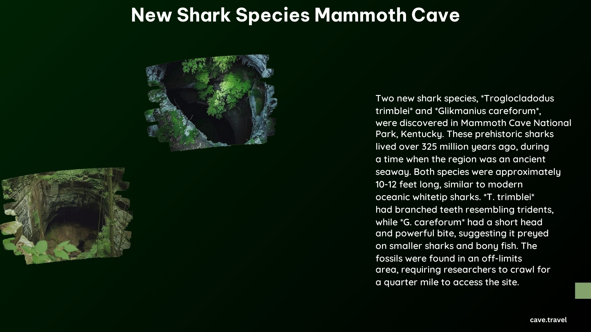 New Shark Species Mammoth Cave