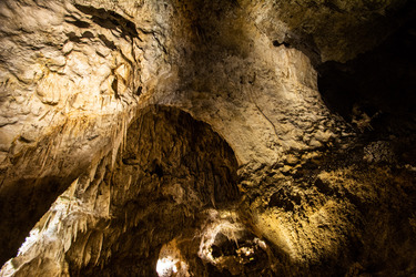 endangered plants in carlsbad caverns national park