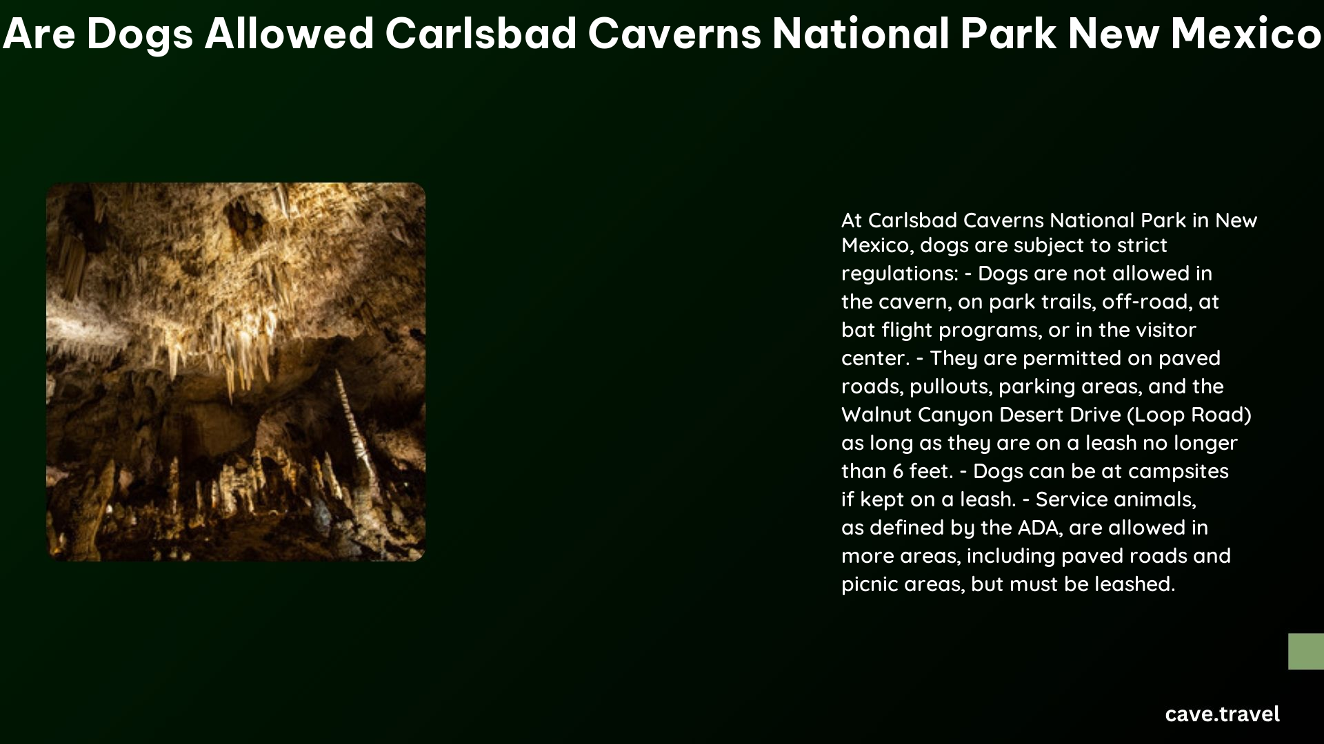 are dogs allowed carlsbad caverns national park new