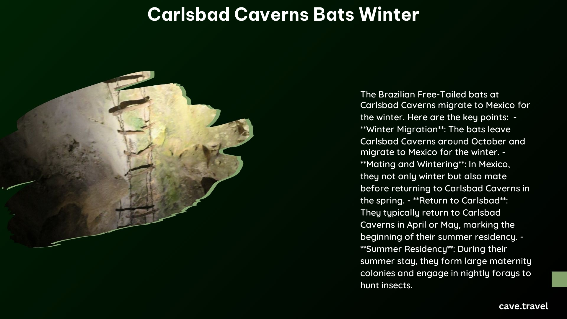 carlsbad caverns bats winter