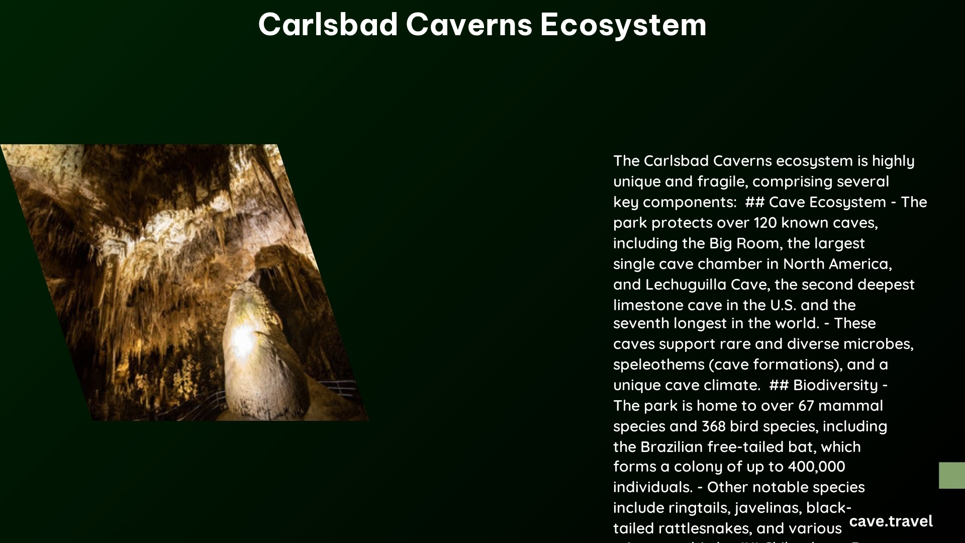 carlsbad caverns ecosystem