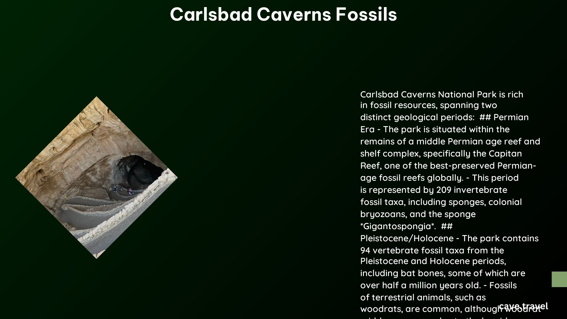 carlsbad caverns fossils