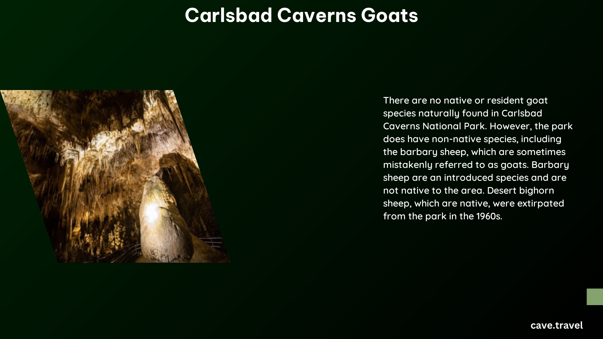 carlsbad caverns goats